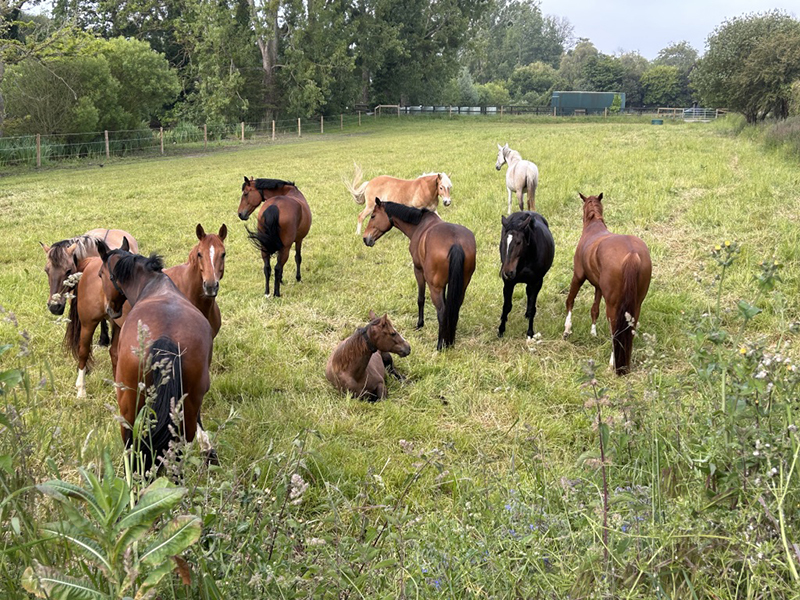 Troupeau de chevaux en liberté dans l'écurie active