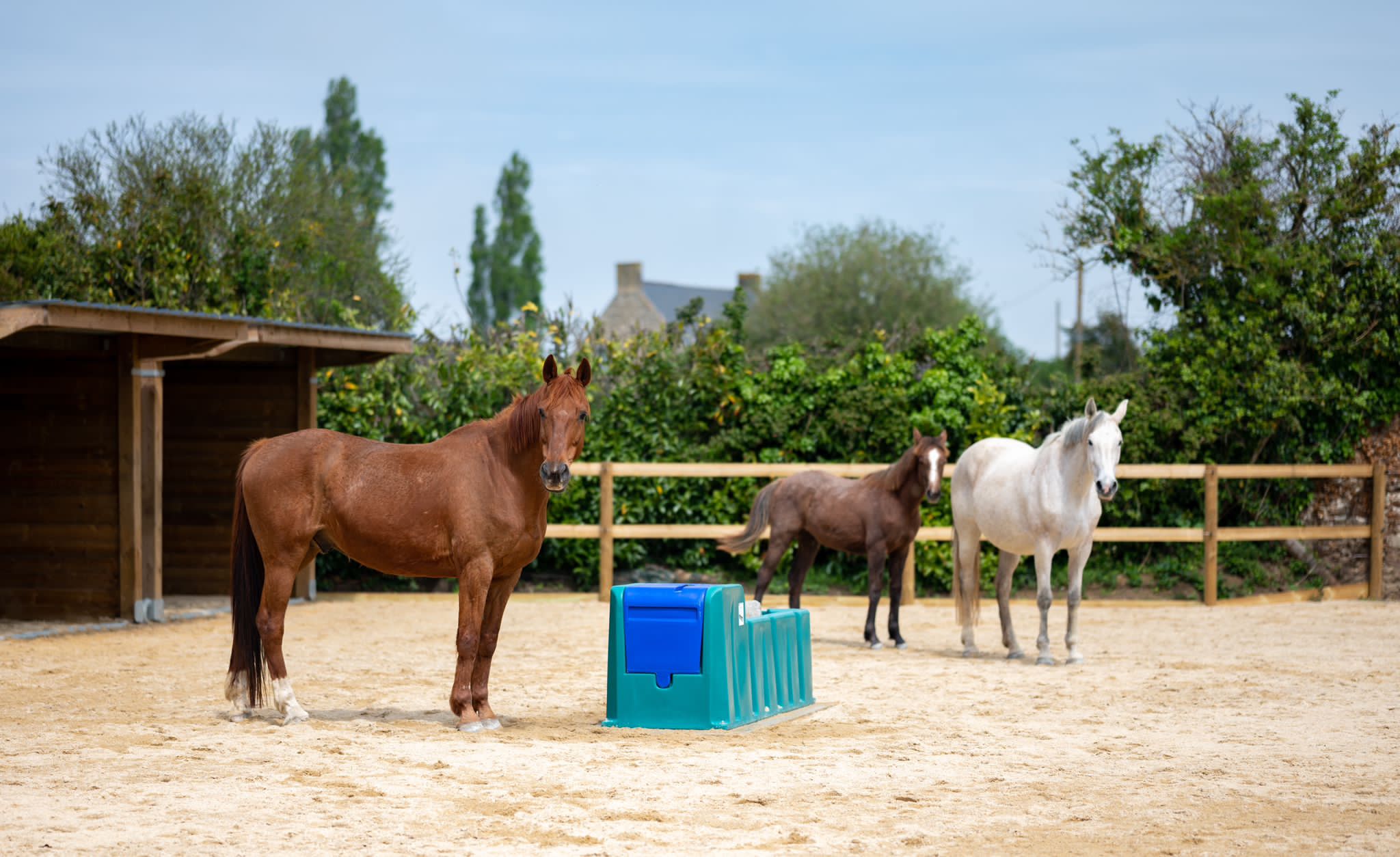 Chevaux en liberté sur la zone stabilisée de l'écurie active malouine