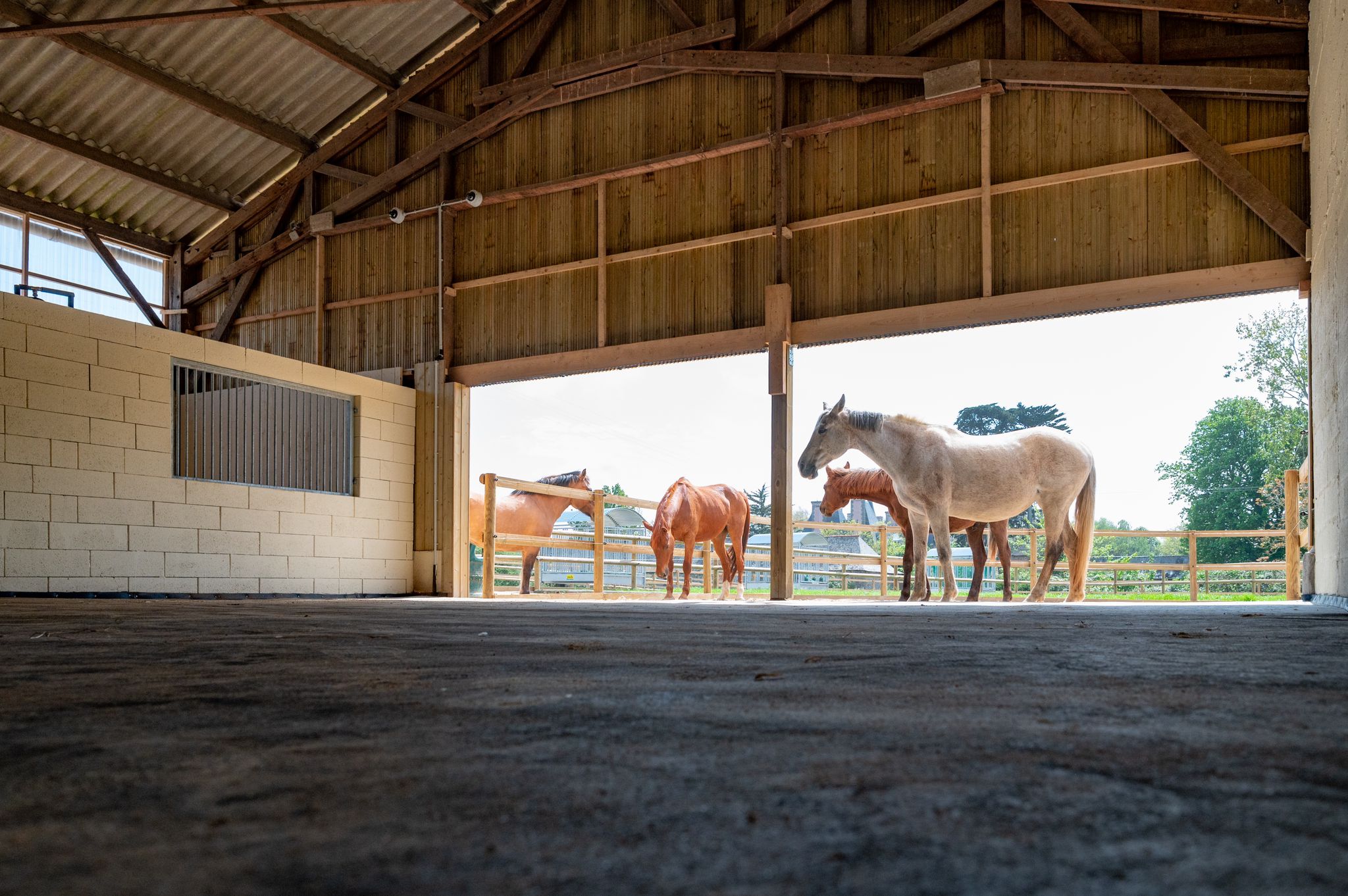 Le troupeau de l'écurie active sur la zone stabilisée de 4000 m²