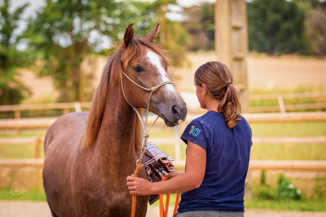 Travail à pied et communication éthologique avec le cheval